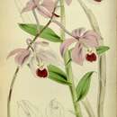 Image of Barkeria uniflora (Lex.) Dressler & Halb.