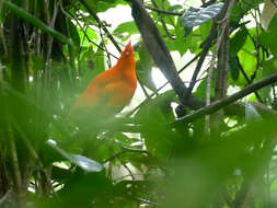 Image of Guianan Cock-of-the-rock