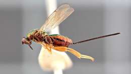 Image of torymid wasps