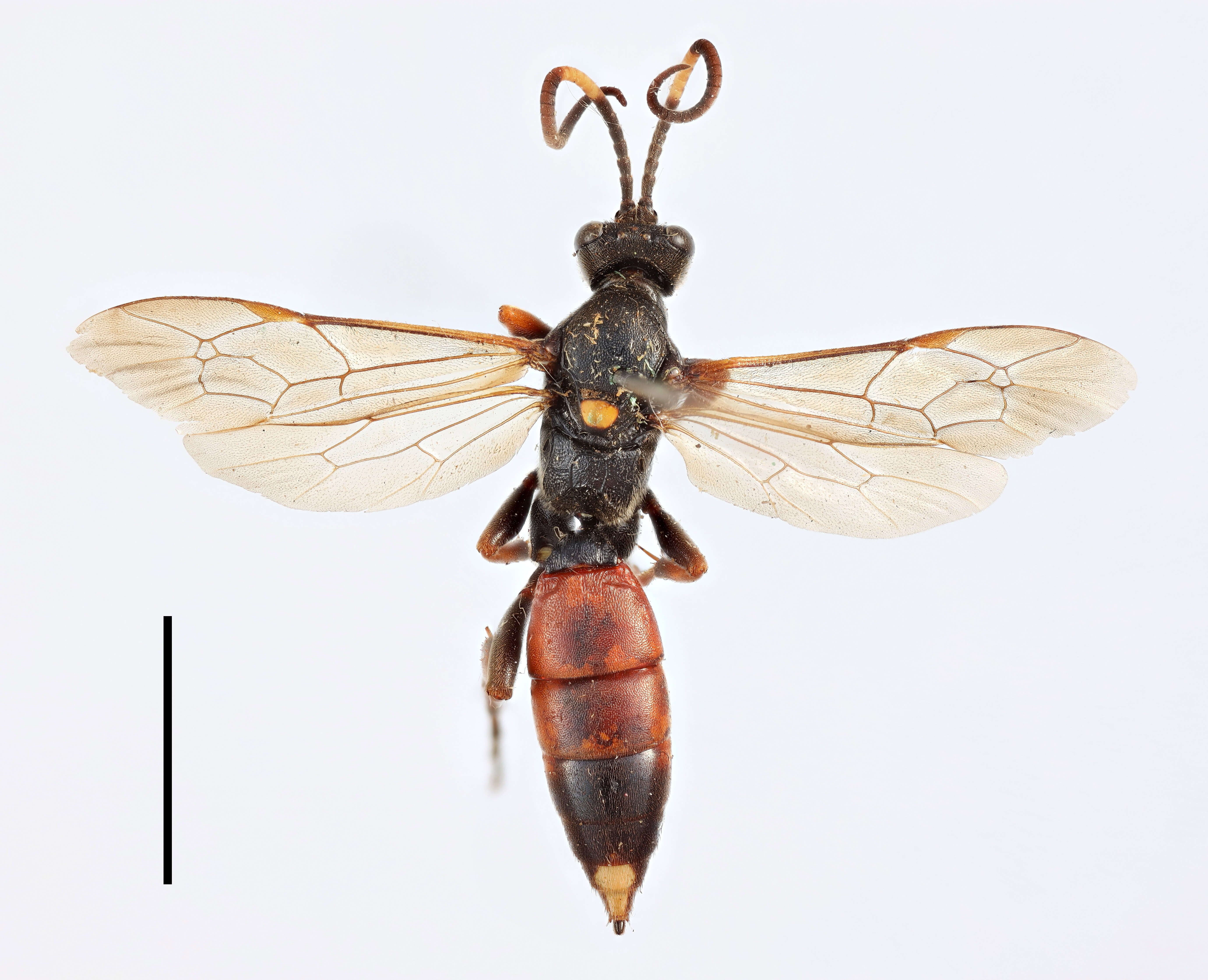 Image of Ichneumon erythromerus Wesmael 1857