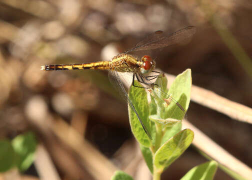 Image of Little Blue Dragonlet