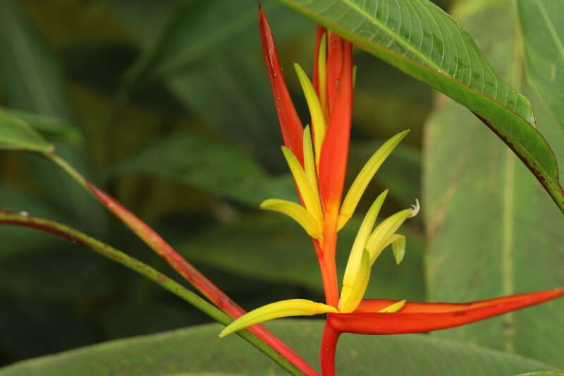 Image of Heliconia hirsuta L. fil.