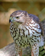 Image of Cooper's Hawk