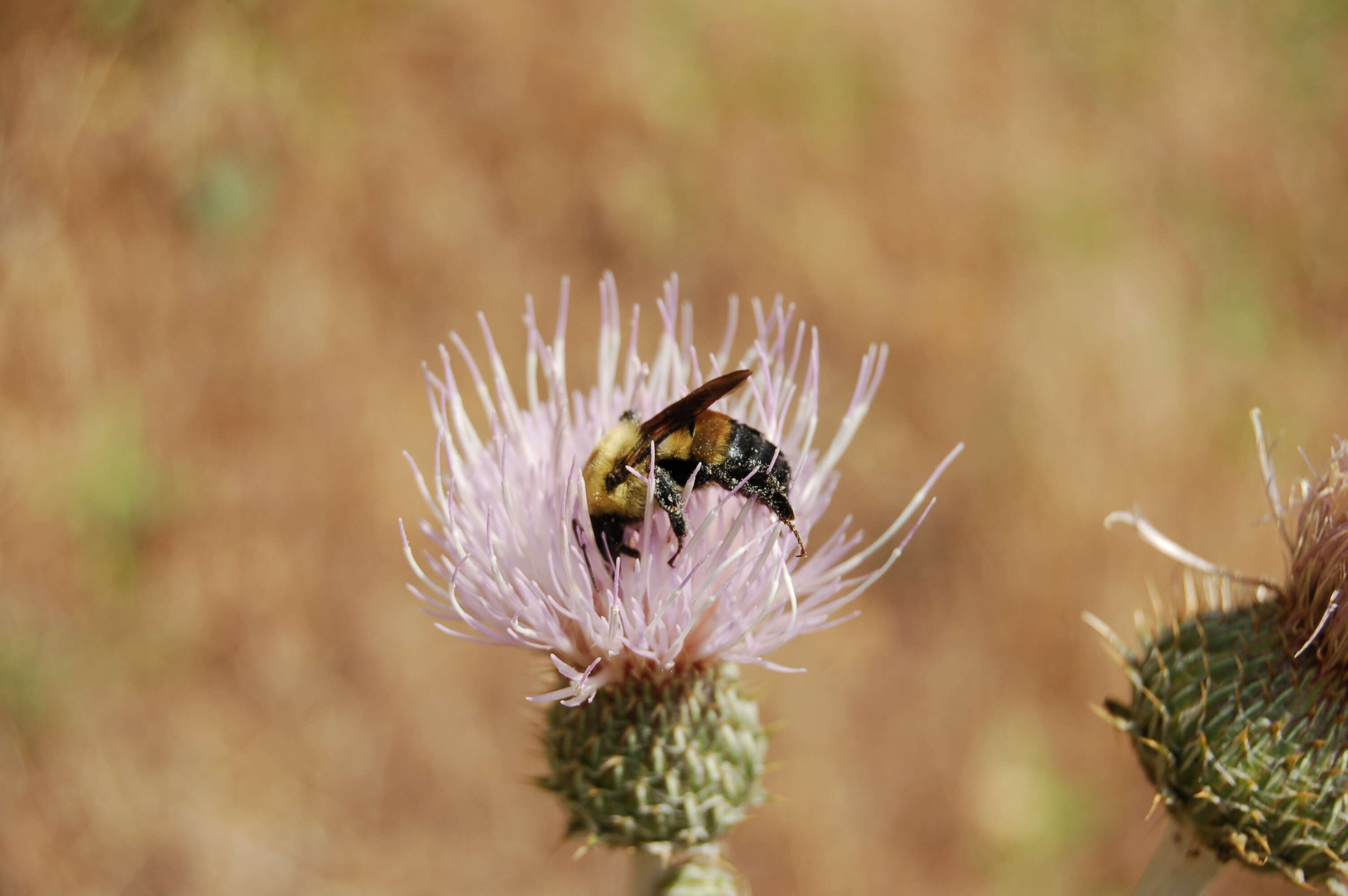 Image of wavyleaf thistle