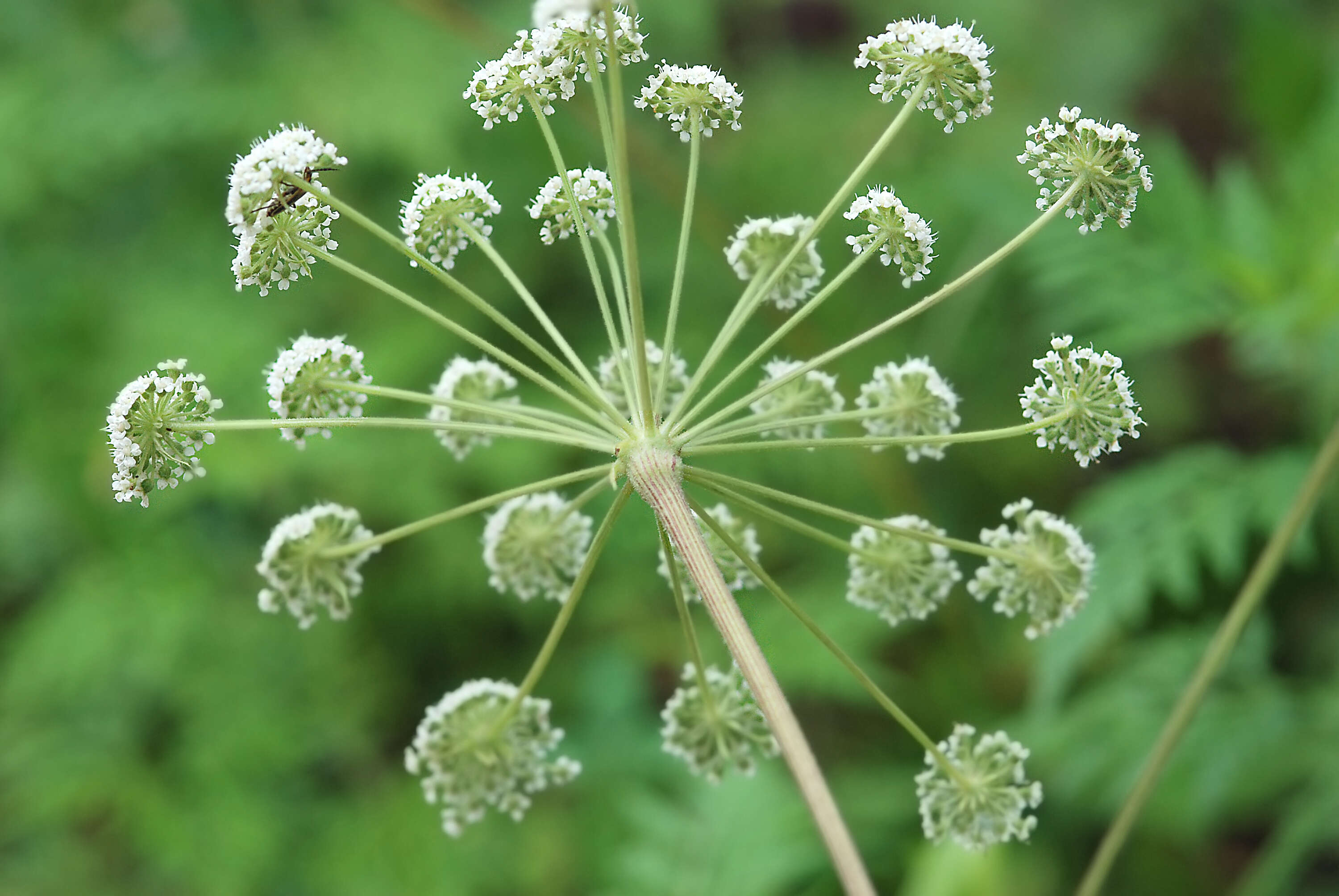 Image of hairy angelica