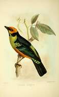 Image of Flame-faced Tanager
