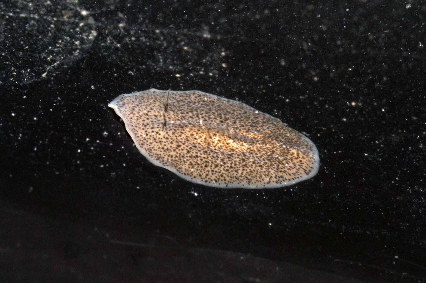 Image of Polycladida