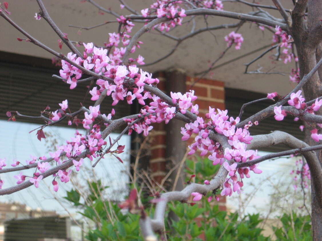 Image of redbud