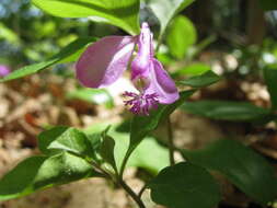 Image de Polygaloides paucifolia (Willd.) J. R. Abbott