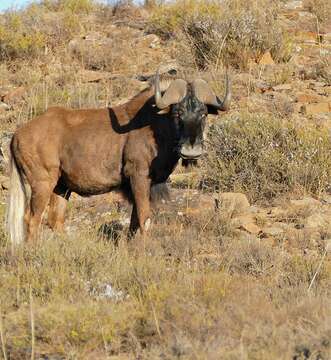 Image of wildebeest