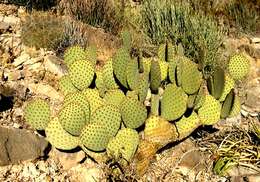 Image of Blind Pricklypear