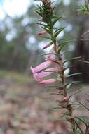 Plancia ëd Epacris impressa Labill.