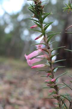 Plancia ëd Epacris impressa Labill.