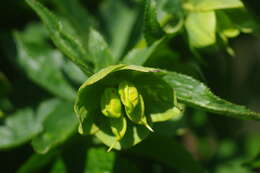 Image of Hellebore