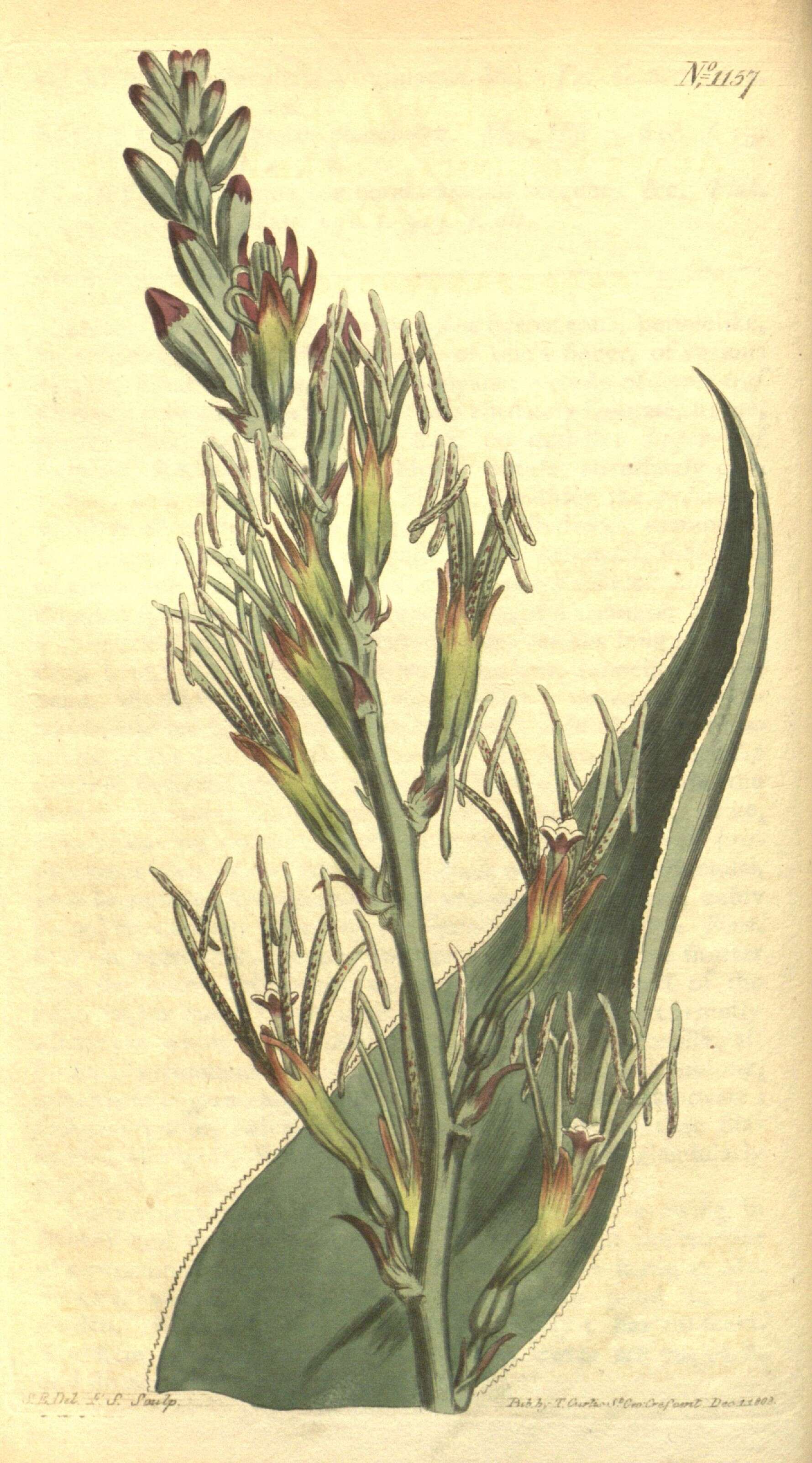 Image of false aloe