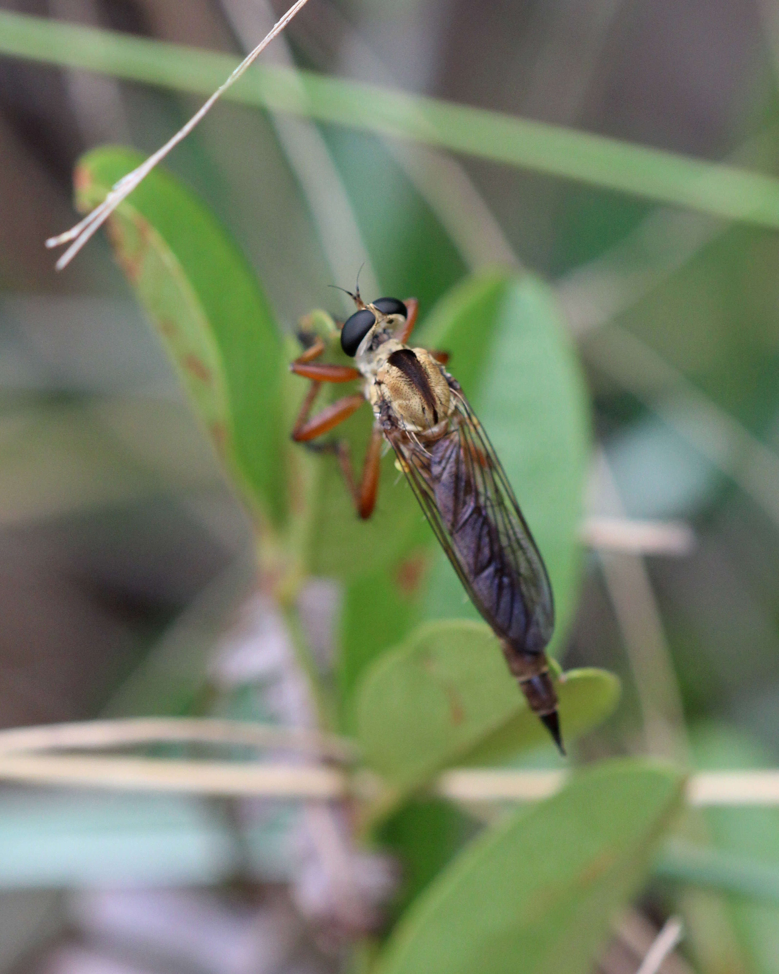 Image of Polacantha