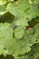 Image of Maidenhair Fern