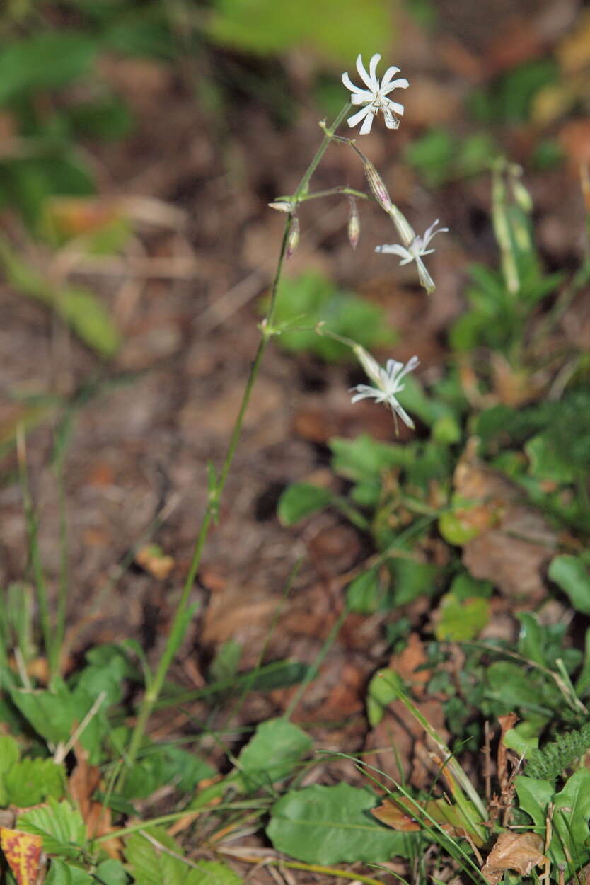 Silene nutans subsp. nutans resmi