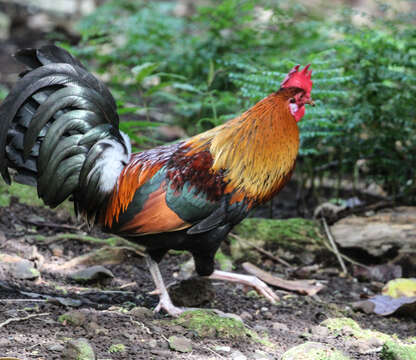 Image of Red Junglefowl