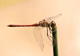 Image of Desert Darter