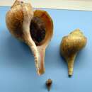 Image of Channeled whelk