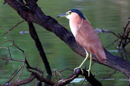 Image of Night Herons