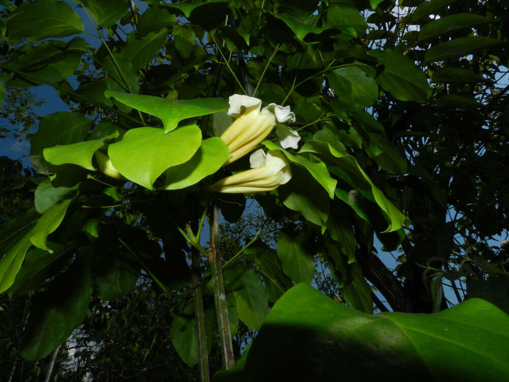 Image of Pleonotoma variabilis (Jacq.) Miers