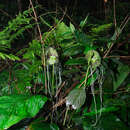 Image of Tacca subflabellata