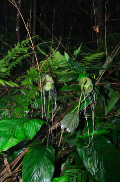 Tacca subflabellata resmi