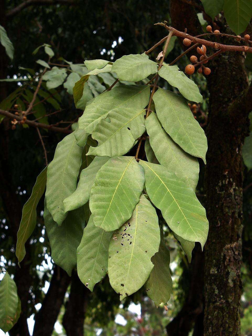 Image of American muskwood