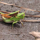 Image of Short-winged Green Grasshopper