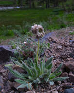 Image of silverleaf phacelia