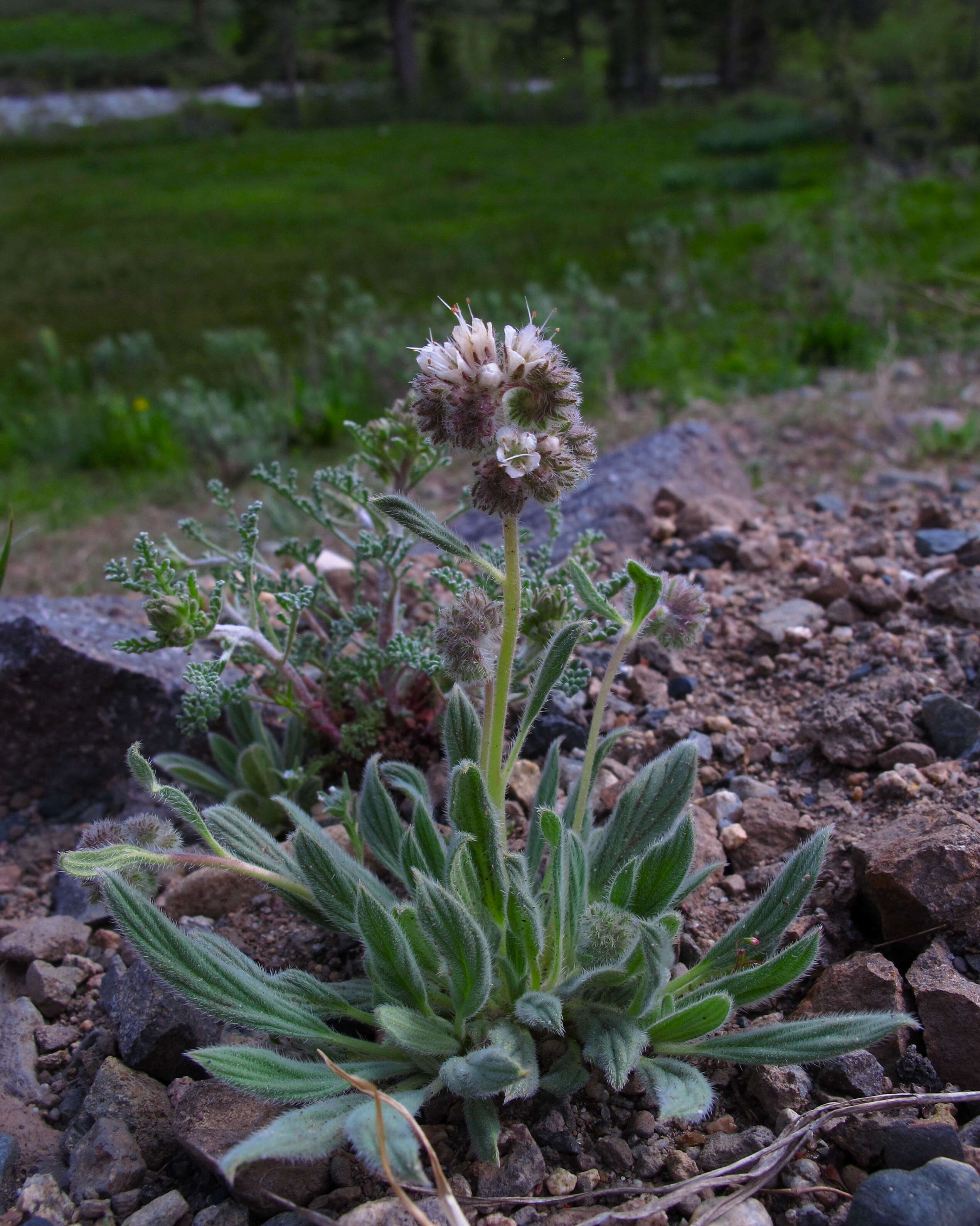 Phacelia hastata Dougl. ex Lehm. resmi