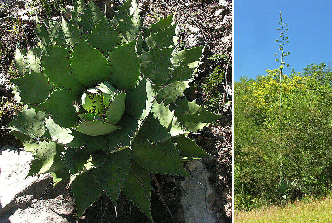 Image of Agave potatorum Zucc.