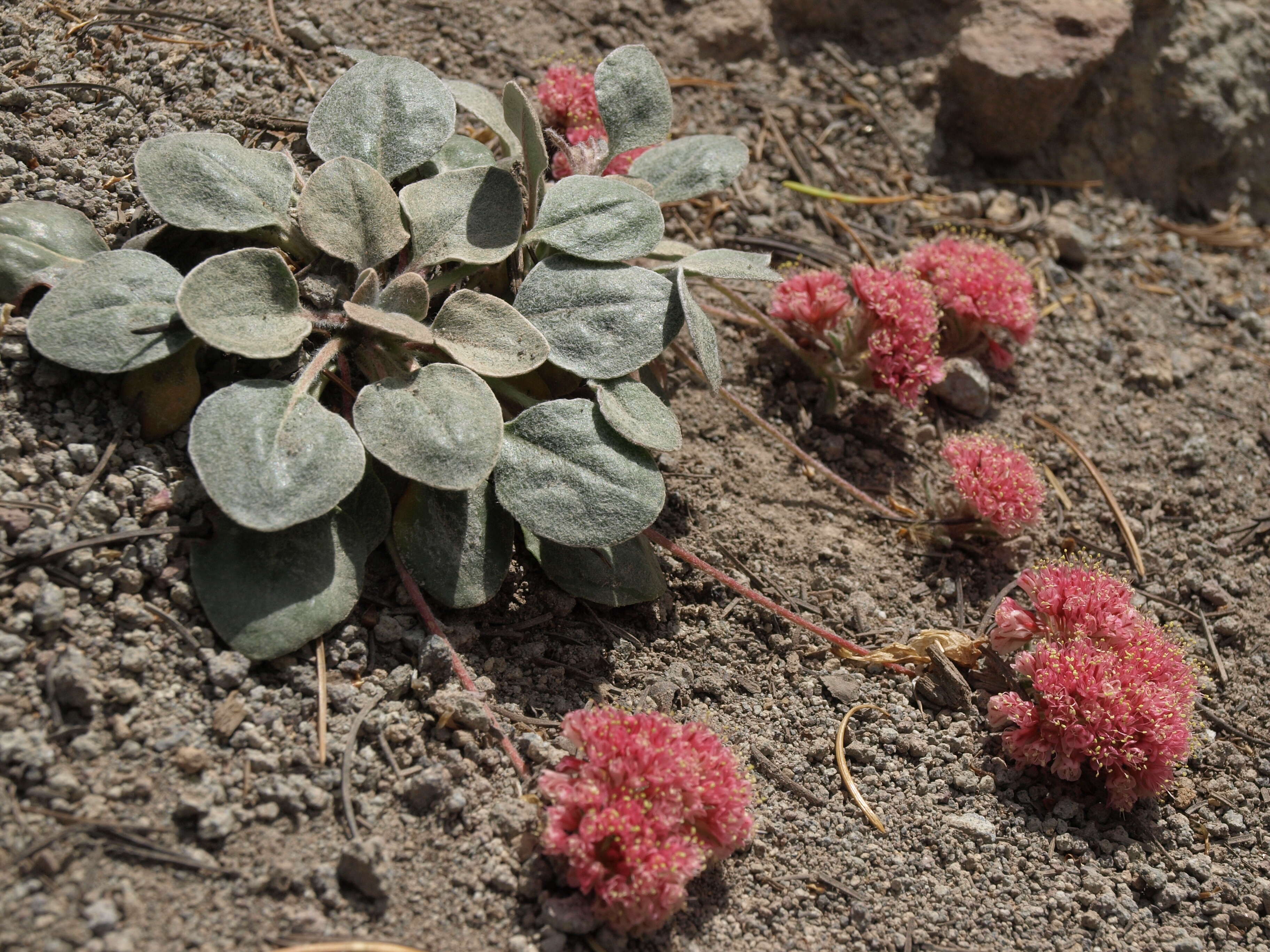 Imagem de Eriogonum lobbii Torr. & Gray