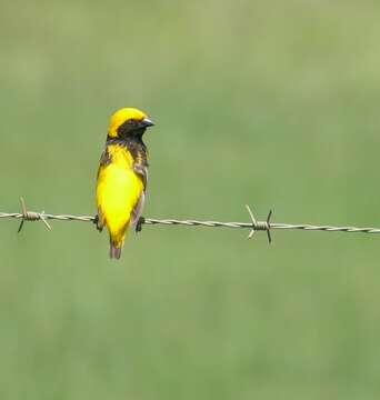 Image of Yellow-crowned Bishop