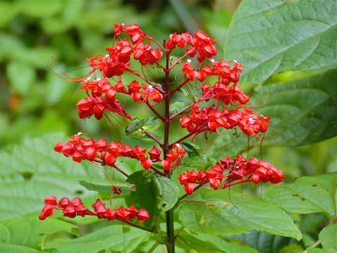 Image of pagoda-flower