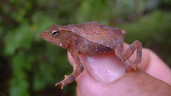 Image of Rhinella hoogmoedi Caramaschi & Pombal 2006