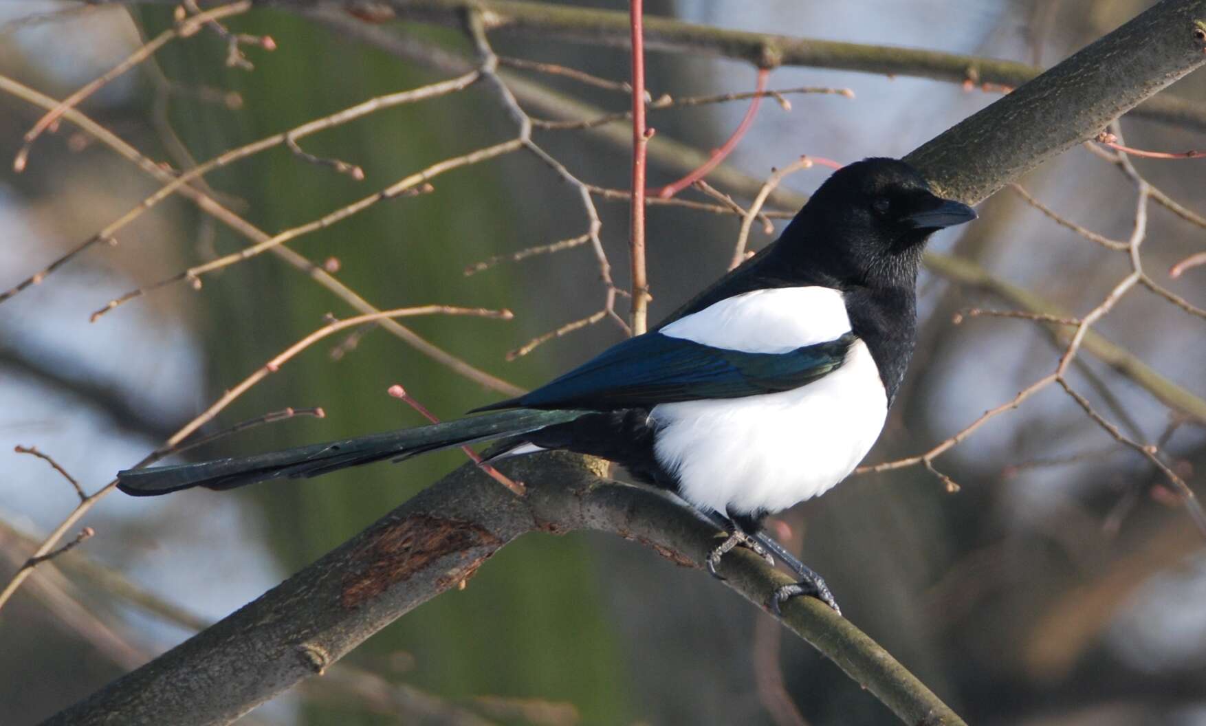 Image of magpie