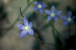 Image of Wahlenbergia capillaris (G. Lodd.) G. Don