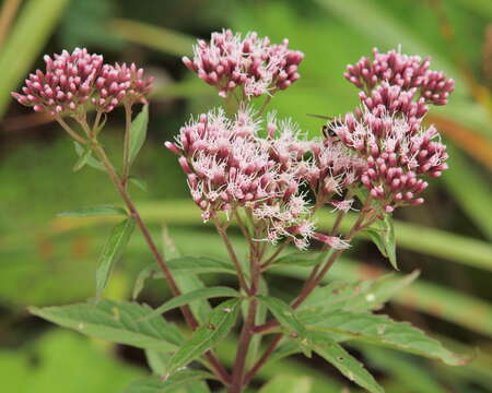 Image of Hemp-agrimony