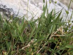 Image of tapered rosette grass