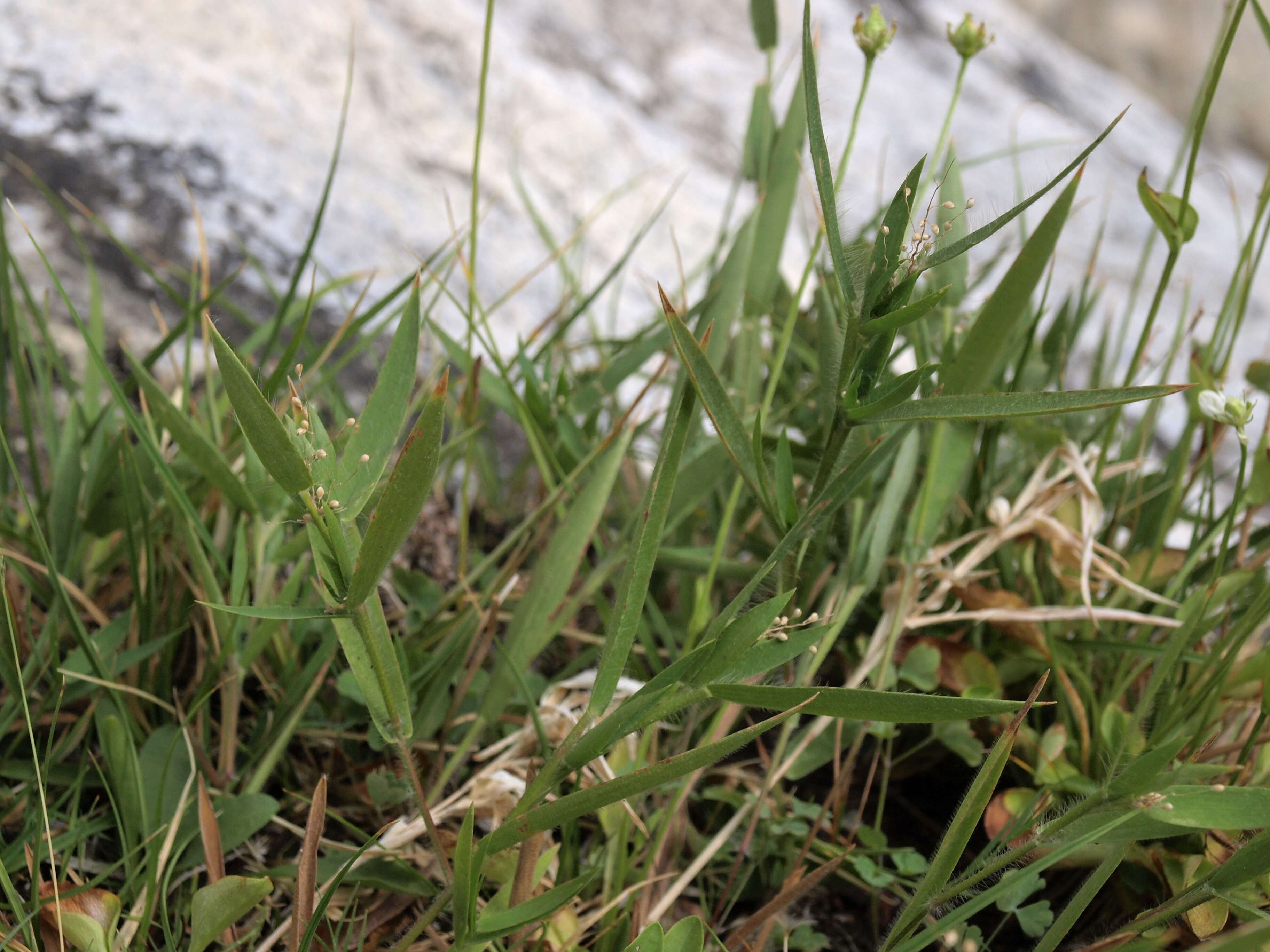 Imagem de Panicum acuminatum Sw.