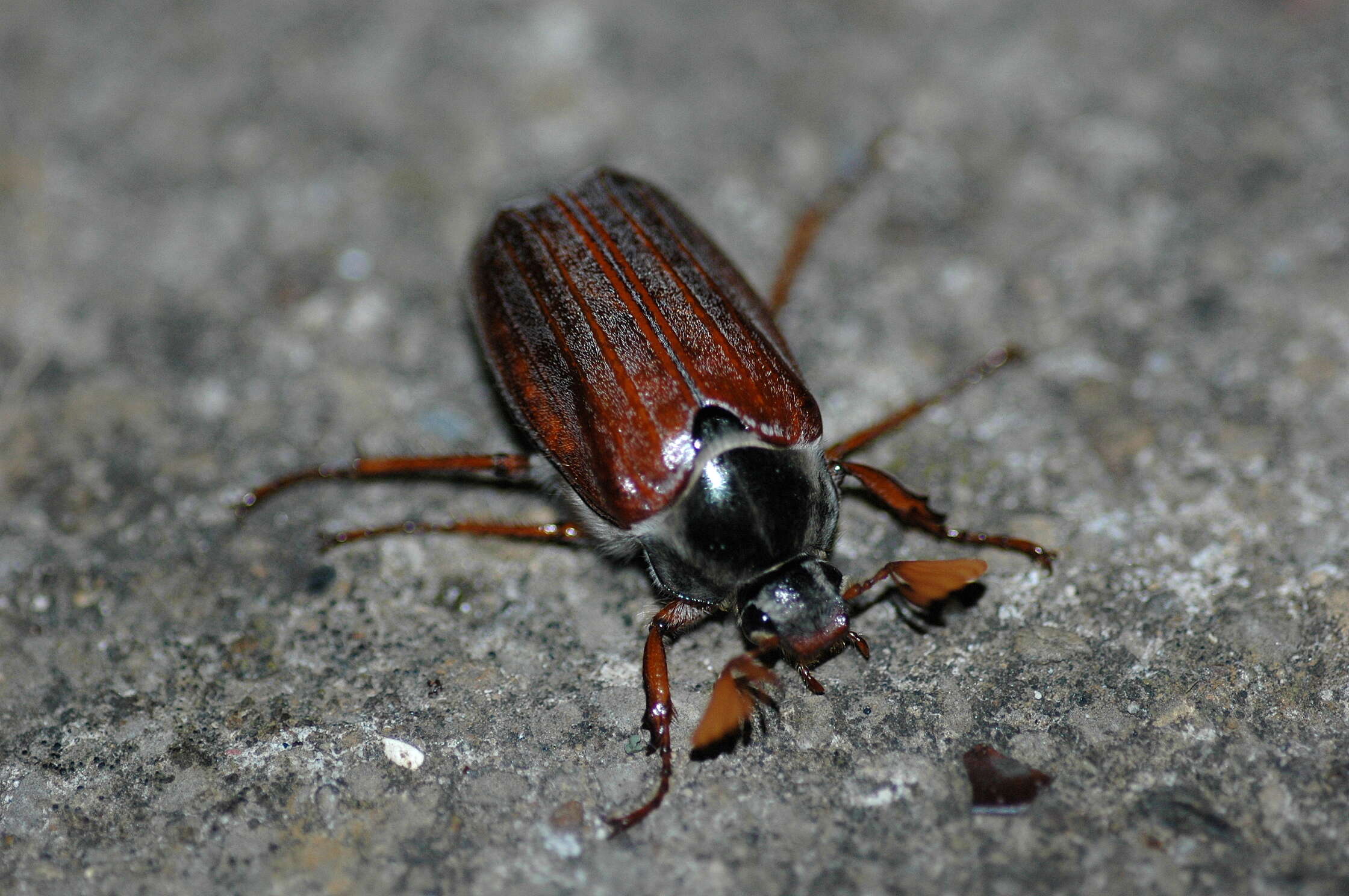 Image of Common cockchafer