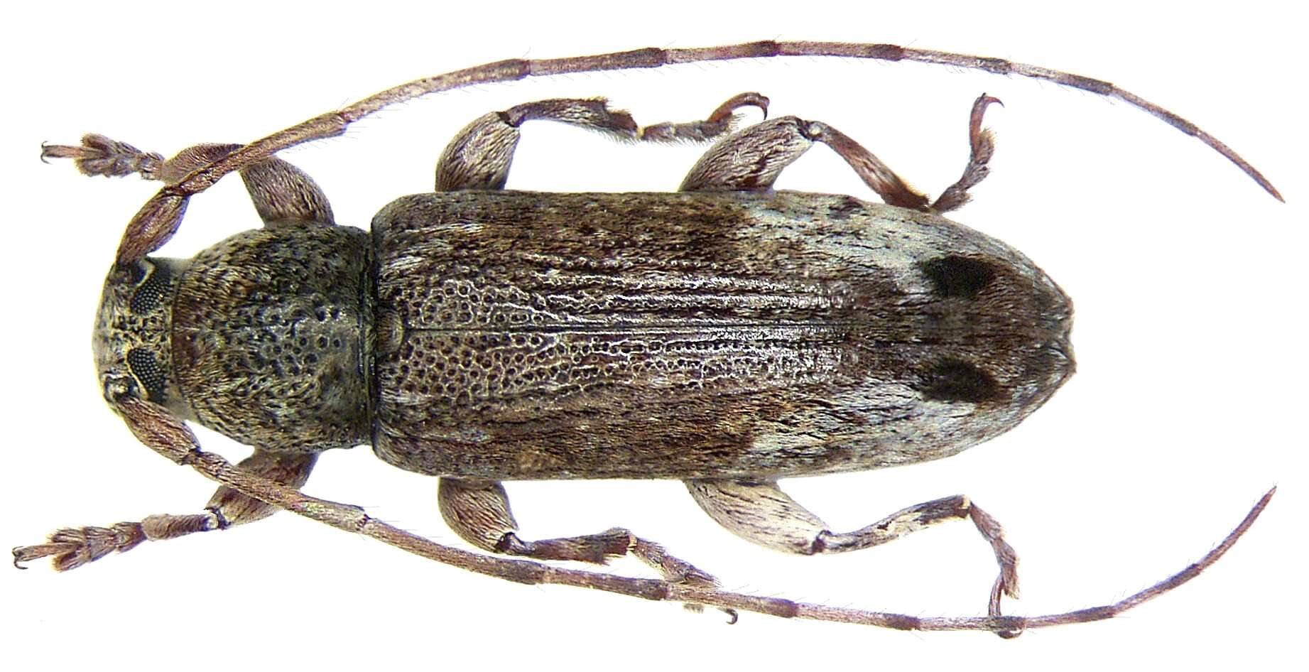 Image of Mycerinopsis varipennis (Breuning 1942)