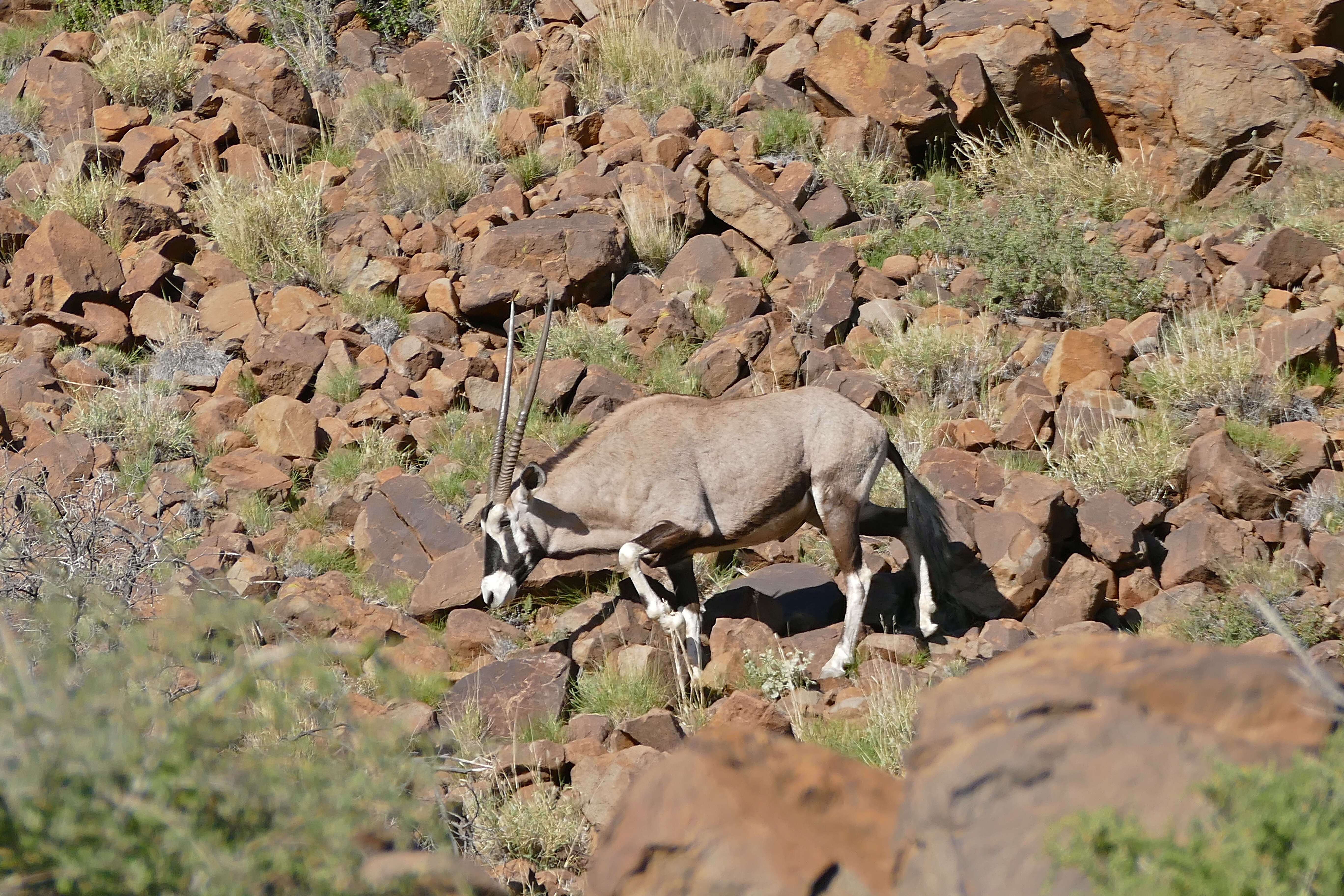 Image of Oryxes