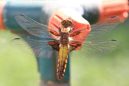 Image of Broad-bodied chaser