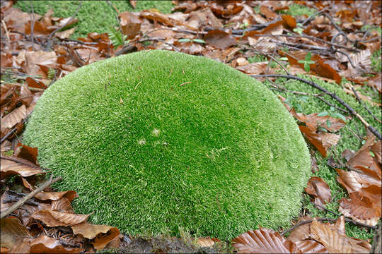 Image of leucobryum moss