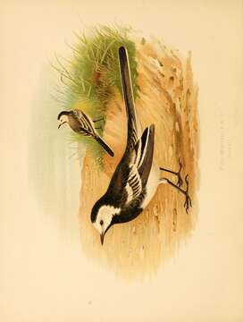 Image of Motacilla Linnaeus 1758