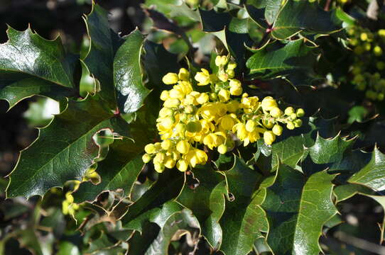 Image of Berberis aquifolium